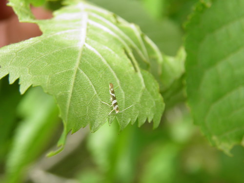 Alksninė Sidabrakandė