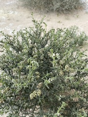 Heliotropium kotschyi