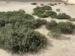 Heliotropium kotschyi