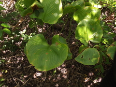 Proiphys amboinensis