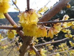 Chimonanthus praecox