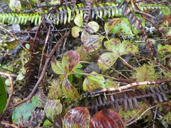 Cornus unalaschkensis