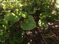 Proiphys amboinensis