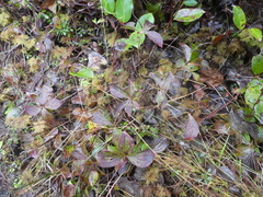 Cornus unalaschkensis
