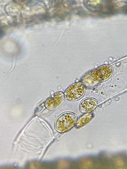 Cocconeis pediculus