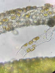 Cocconeis pediculus