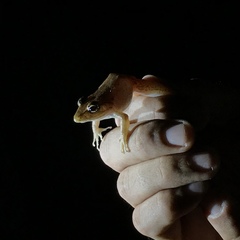 Craugastor fitzingeri