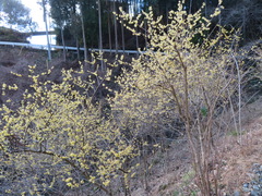 Chimonanthus praecox