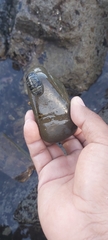 Chiton albolineatus