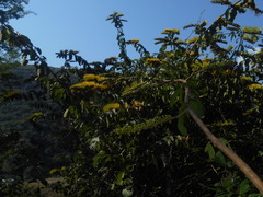 Combretum fruticosum