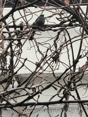 Hypsipetes amaurotis