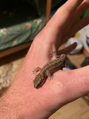 Pachydactylus maculatus