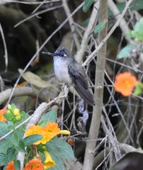 Anthocephala floriceps