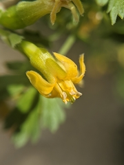 Ribes quercetorum
