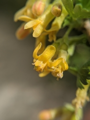 Ribes quercetorum