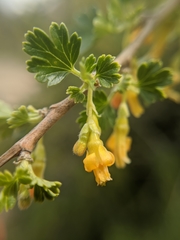 Ribes quercetorum