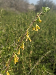 Ribes quercetorum