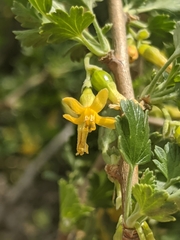 Ribes quercetorum