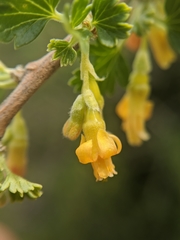 Ribes quercetorum