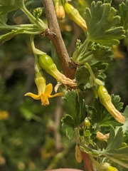Ribes quercetorum