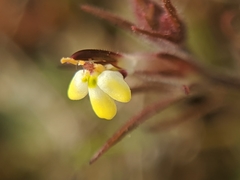 Triphysaria micrantha