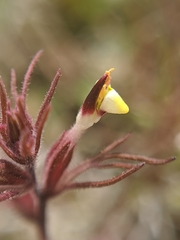 Triphysaria micrantha