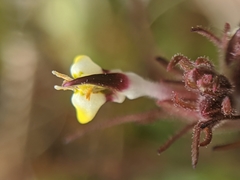 Triphysaria micrantha