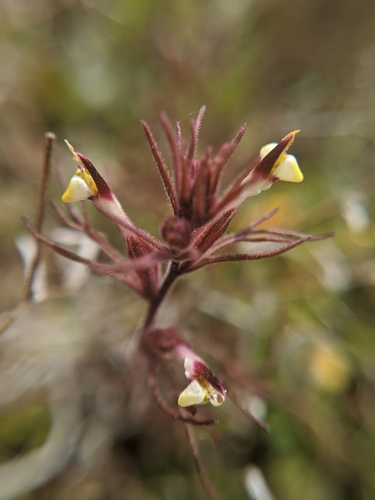 Image of Purplebeak Owl's-Clover (Triphysaria micrantha) by no rights reserved
