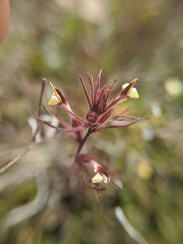 Image of Purplebeak Owl's-Clover (Triphysaria micrantha) by no rights reserved