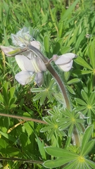 Lupinus palaestinus