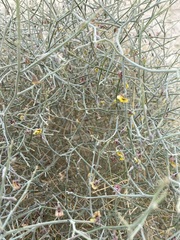 Crotalaria aegyptiaca