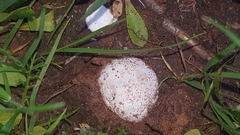 Fungi