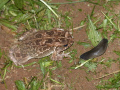 Sclerophrys regularis