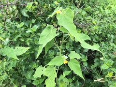 Abutilon oxycarpum