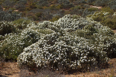 Mesembryanthemum leptarthron