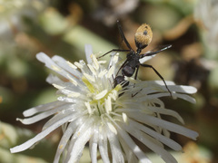Mesembryanthemum leptarthron