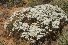 Mesembryanthemum leptarthron