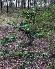 Breynia oblongifolia