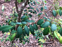 Breynia oblongifolia
