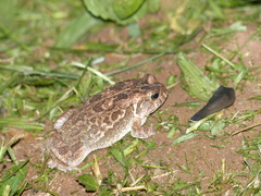 Sclerophrys regularis