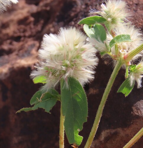 Botswana Burweed (Nelsia quadrangula)