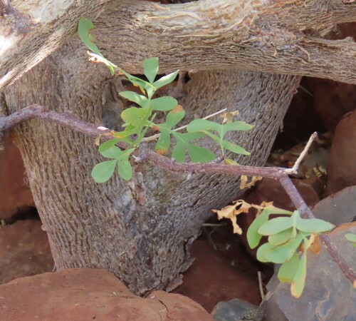 Commiphora wildii