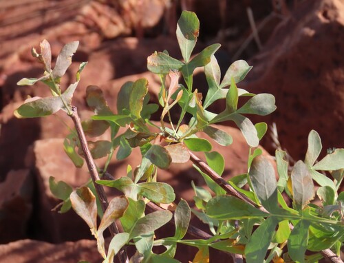 Oakleaf Corkwood (Commiphora wildii)