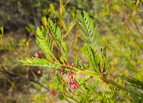 Dodonaea sinuolata, photograph 1