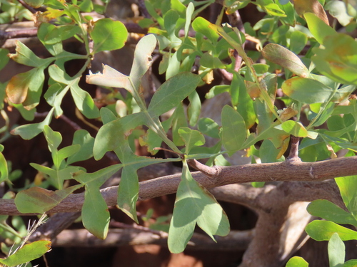 Commiphora wildii