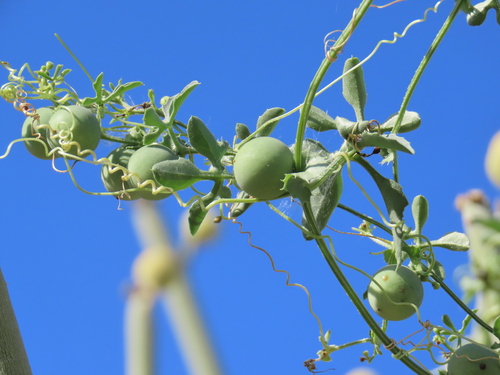 Cherrypumpkin (Dactyliandra welwitschii)