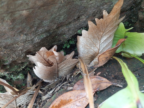 Oakleaf fern (Drynaria quercifolia)
