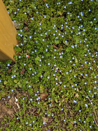 bird's-eye speedwell