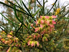 Dodonaea stenophylla