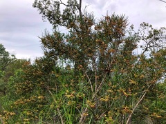 Dodonaea stenophylla